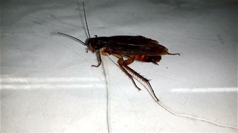 Extreme Makeover: Cockroach Edition - Unusual Adaptations". "The Cockroach Effect: How - YouTube