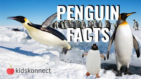 Penguin Facts For Kids