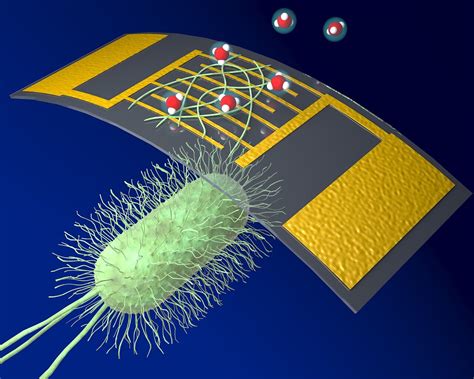 A new, highly sensitive chemical sensor uses protein nanowires