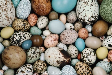 Bird egg collection, Western Foundation of Vertebrate Zoology, Los ...