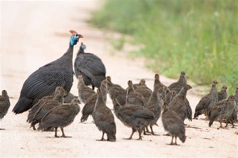 4 Reasons Why You Should Raise Guinea Fowls With Your Chickens • Insteading