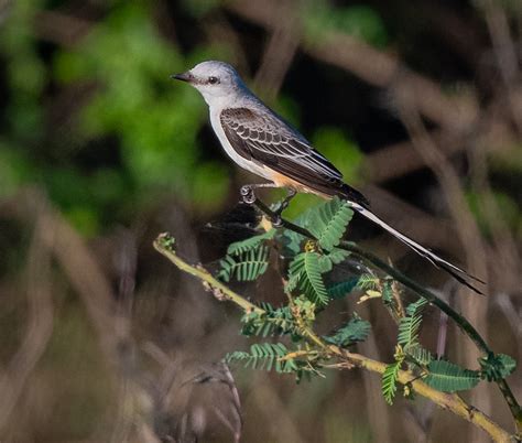 Scissor-tailed Flycatcher - Owen Deutsch Photography