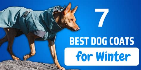 7 Best Dog Coats for Winter - Keep Them Warm