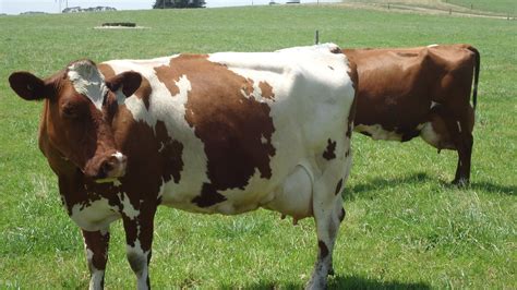 Norwegian Red Archives - The Dairy Crossbred Blog | Cow, Holstein cows, Calves for sale