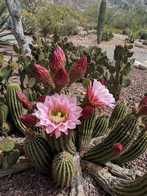 Pin by Татьяна Кирпиченко on Cacti and succulents in 2020 | Cactus, Prickly pear flowers, Cactus ...