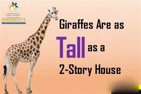 Fact of Giraffe:- "#Giraffe are as tall as 2-story House" #presidencyindo #school