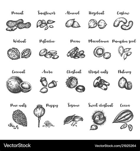 Seeds and nuts set vintage hand drawing Royalty Free Vector