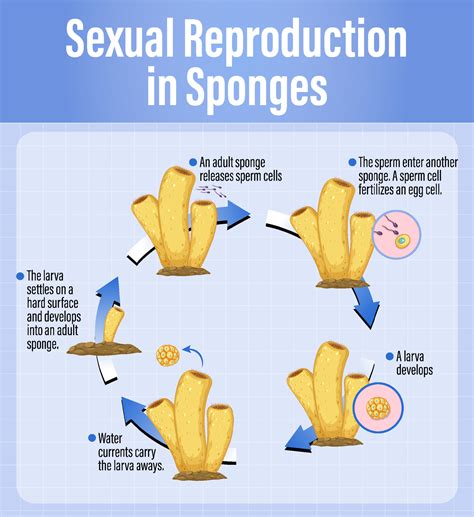 Diagram showing reproduction in sponges 6212201 Vector Art at Vecteezy