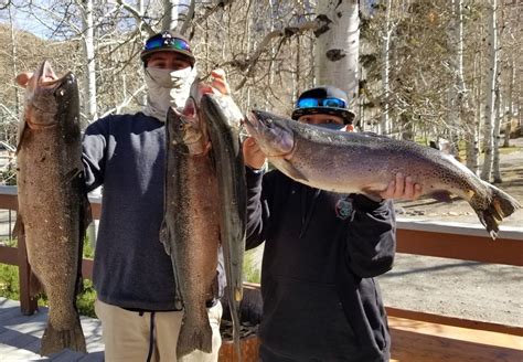 Convict Lake Fish Report - Mammoth Lakes, CA (Mono County)