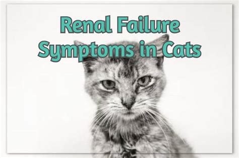 Renal Failure Symptoms in Cats – A Quick Guide | Devoted to Animals