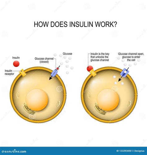 Insulin is the Key that Unlocks the Cells Glucose Channel Stock Vector ...