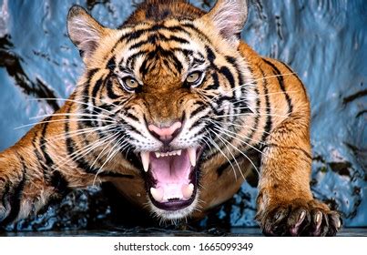 17,177 Tiger Fangs Images, Stock Photos & Vectors | Shutterstock