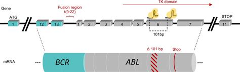 CRISPR/Cas9 technology abolishes the BCR/ABL1 oncogene in chronic myeloid leukemia and restores ...