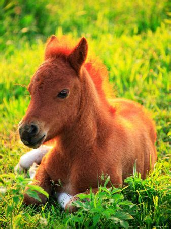 'Pony' Photographic Print | AllPosters.com | Baby horses, Cute animals, Horses