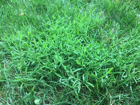 Grassy Lawn Weeds Identification