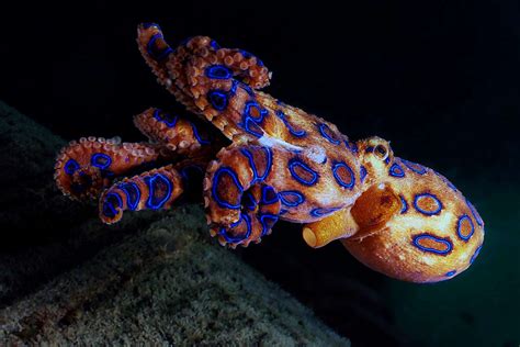 13 Great Facts About Blue-Ringed Octopus - Facts.net