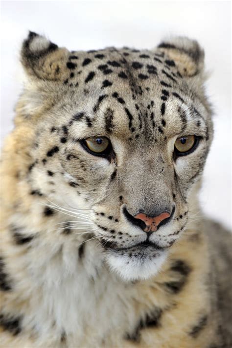 Snow Leopard Facts - Animal Facts Encyclopedia