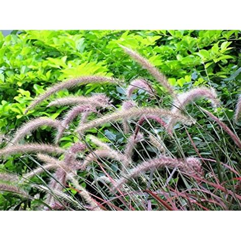 50+ Purple Fountain Grass Seed Plume-Flowers Plants Striking ...