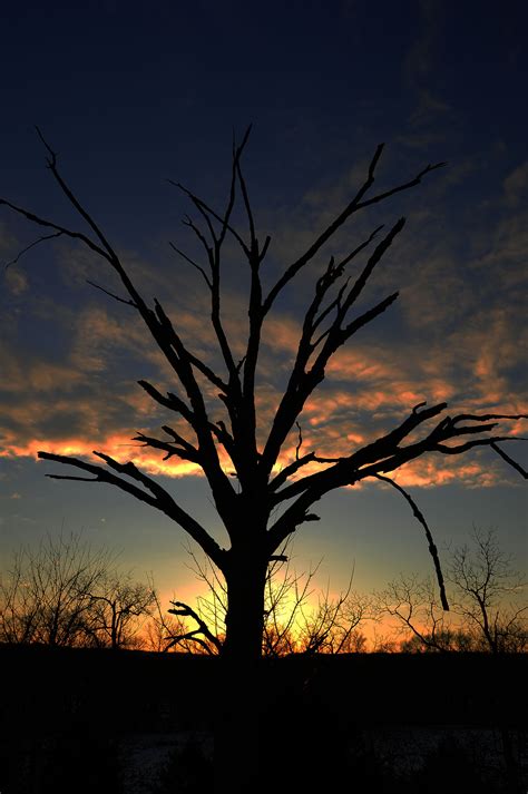 Old dead tree against Missouri sunset Saplings, Midwest, Tranquility, Missouri, Sunsets, Bliss ...