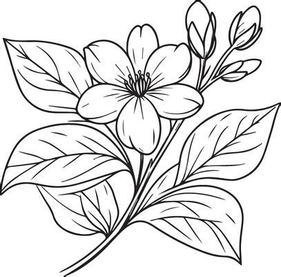 Jasmine Line Art Vector Art, Icons, and Graphics for Free Download