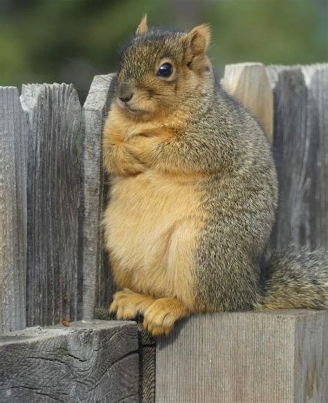 10+ The Most Adorable Squirrel Posts On The Internet