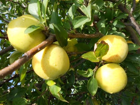 Brenda's Berries & Orchards: 'GoldRush' apples & apple crosses ripening