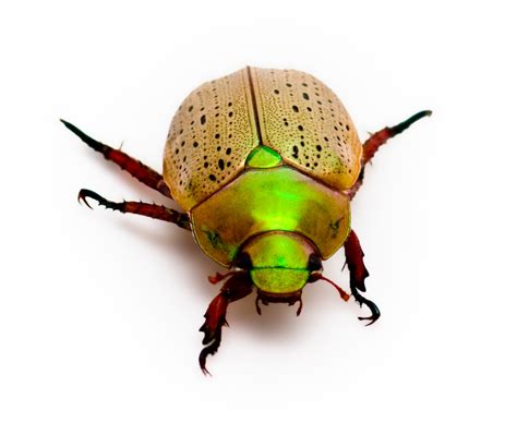 Do I Bug You? | Rainbow Christmas Beetle Isolated on White C… | Craig ...