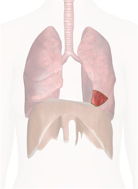 Lingula Of Lung Anatomy Pictures And Information | Free Hot Nude Porn ...