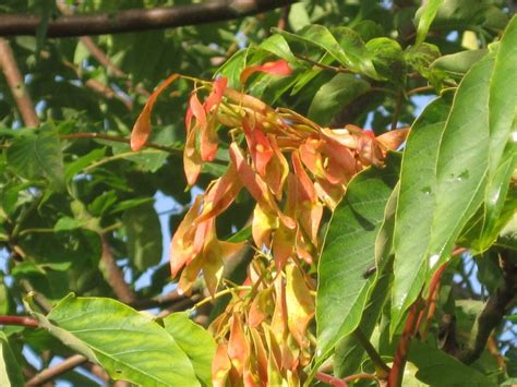 Tree of Heaven - Tree Guide UK - Tree of Heaven identification