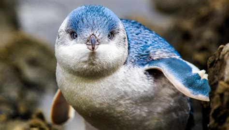 Little blue penguins enjoy bumper breeding season in Otago | Newshub