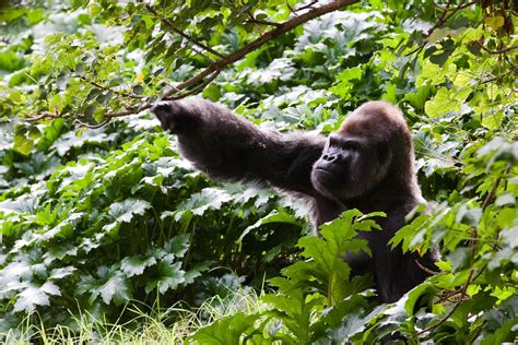 Gorilla | Males exhibit aggressive behaviour by vocalising. … | Flickr