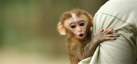 Role Of Wildlife SOS In Rehabilitating Baby Monkeys - Wildlife SOS