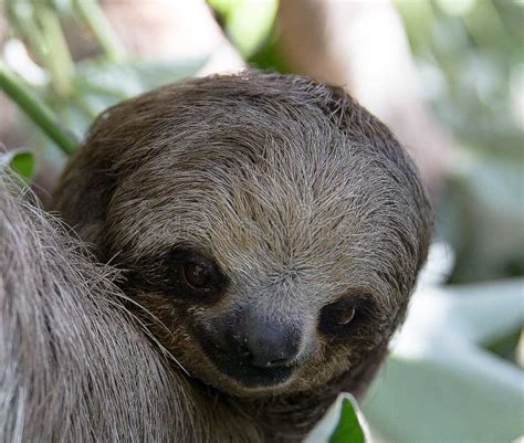 Sloth in a Tree stock photo. Image of hibiscus, noted - 185975228