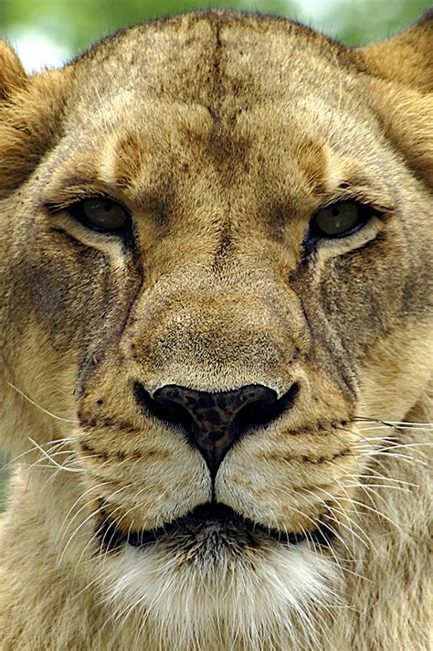 Lioness Face Photograph by Stuart Rosenthal