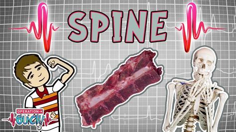 Science for kids | Spectacular Spines | The Nervous System ...