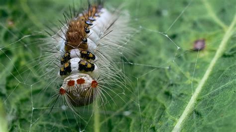 Tussock Moth Caterpillars