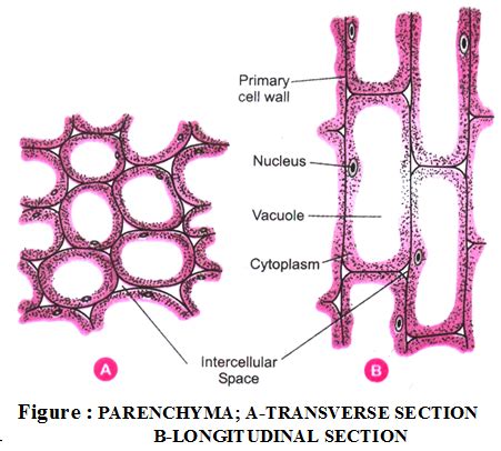 Parenchyma Biology