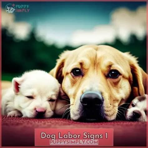 Signs of Dog Labor: What to Look For & Care Tips