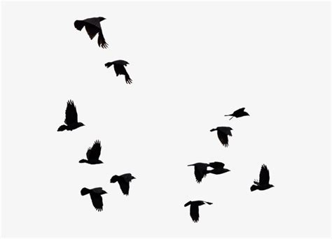 New Birds Png - Bird Cut Out Photoshop Transparent PNG - 640x626 - Free Download on NicePNG