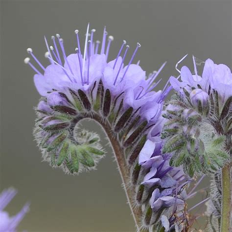 Unusual Purple Fiddleneck Phacelia tanacetifolia - 300 Seeds