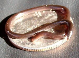 The Incredibly Tiny Barbados Threadsnake - All About Worms