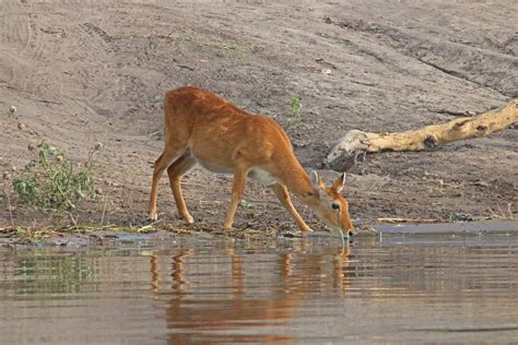 Lechwe Antelope Drinking Water Free Stock Photo - Public Domain Pictures