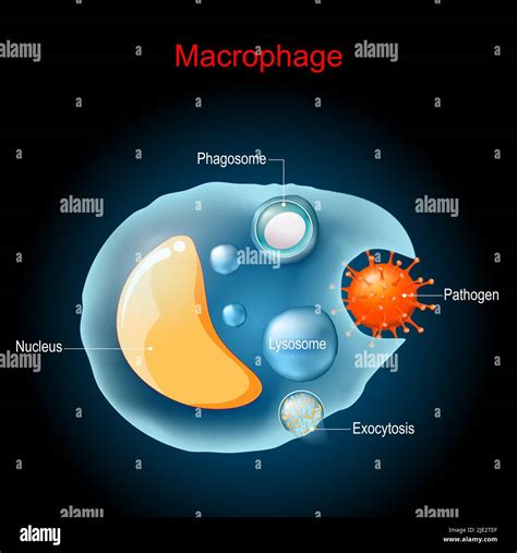 Phagocytosis. Macrophage anatomy. Cell structure. a type of white blood cell of the immune ...