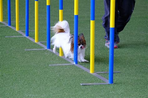 The Pomeranian Dog Agility in Action. the Dog is Crossing the Slalom Sticks on Synthetic Grass ...