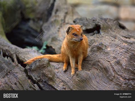 Yellow Mongoose Image & Photo (Free Trial) | Bigstock