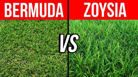 Bermuda vs Zoysia - Pros, Cons, and Tips to Help You Choose the Best Grass for Your Lawn - YouTube