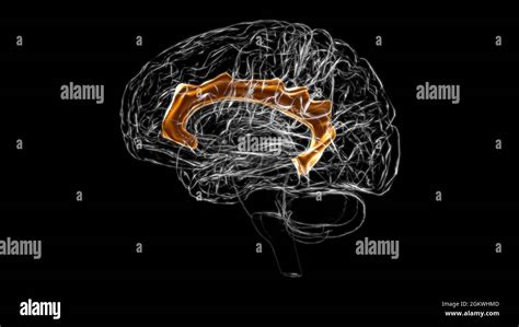 Brain cingulate gyrus Anatomy For Medical Concept 3D Illustration Stock ...