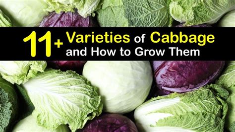 Varieties of Cabbage - Choosing Different Cabbage Types