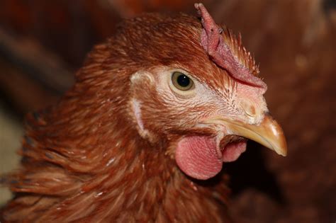 New Hampshire Chicken Gallery! - Heritage Chickens