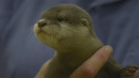 Playful Baby Otter Tries to Escape His Mom's Swim Lesson - YouTube